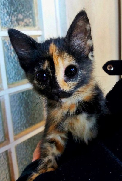 Космической красоты котейка