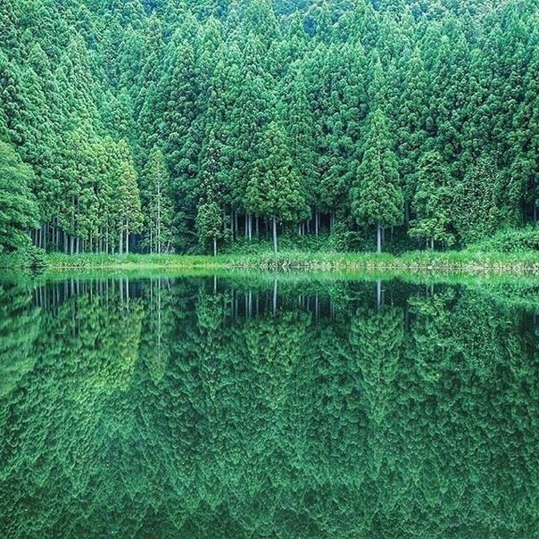 Зеркало природы