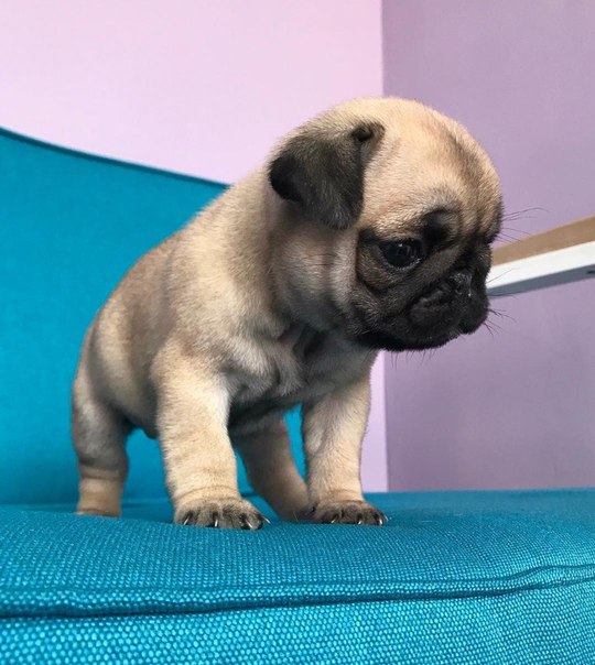 Кому нравятся мопсики