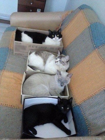 Как собрать всех котов на диване во время уборки. 