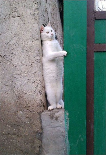 Первая статуя живого котика
