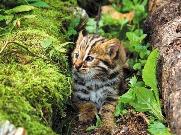 Котенок дальневосточного лесного кота
