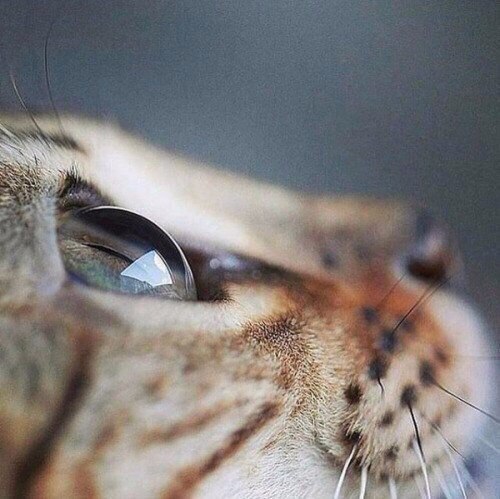 Кошачий глаз