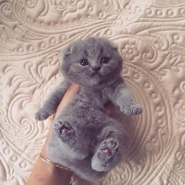 Кто любит таких плюшевых котят