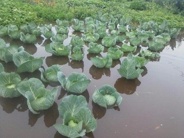 Суровые Сибирские кувшинки