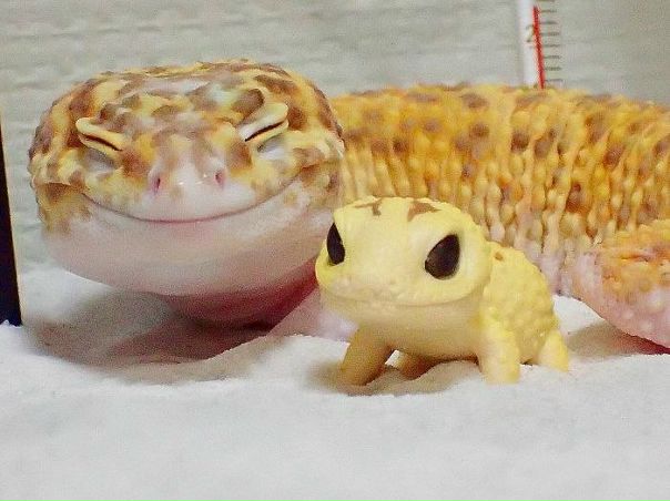 Этот геккон всегда улыбается, если положить рядом с ним игрушечного геккона.