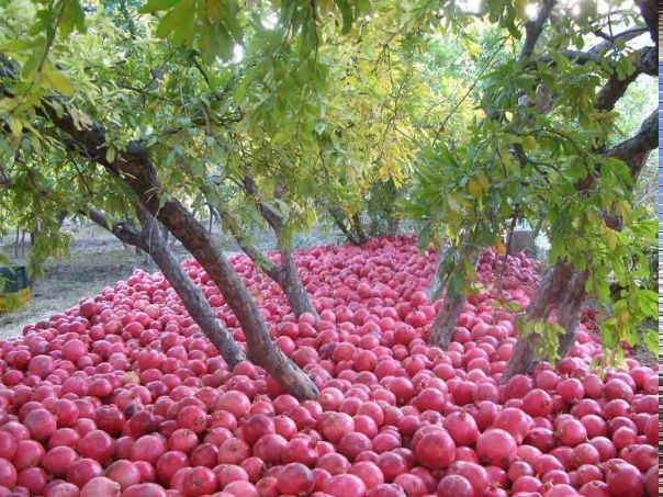 Созрел гранат