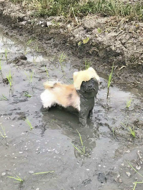 Всё! Я погулял