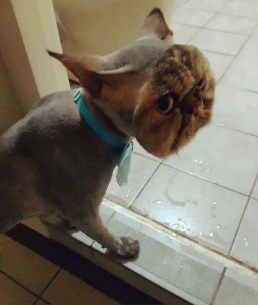 - Твои тапочки никогда не будут сухими....