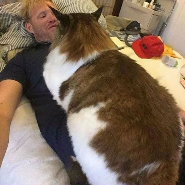 Такого кота и ругать страшно