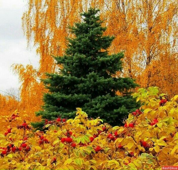 Красота природы