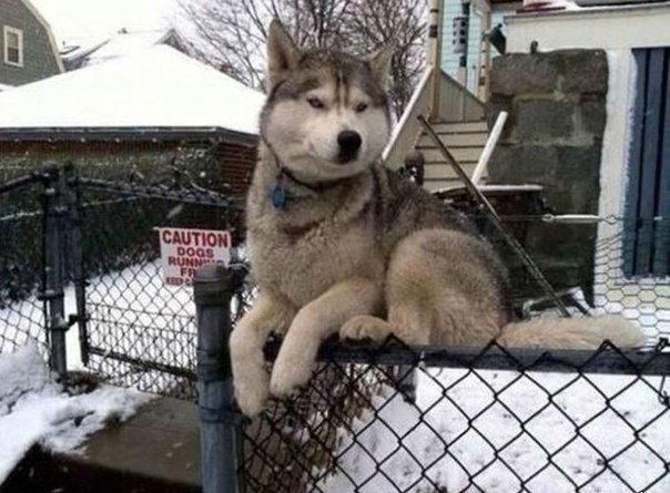 Мой пес думает, что он кот.